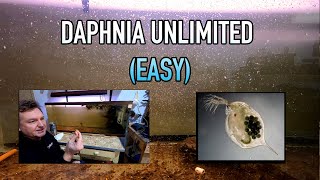 How I Raise Daphnia Water Fleas And You Can Too [upl. by Herwig]