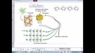 Plant cellulose structure [upl. by Valencia967]