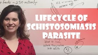 Lifecycle of Schistosomiasis Parasite [upl. by Shellie]