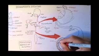 Digestive System Anatomy [upl. by Gannon]