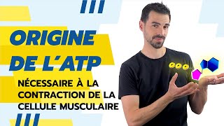 COURS DE TERMINALE SPÉCIALITÉ SVT CHAP17 ATP et CONTRACTION MUSCULAIRE [upl. by Yednarb]