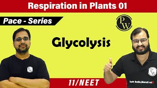 Respiration in Plants 01 Glycolysis  Class 11  Pace series  NEET [upl. by Ecinaj]