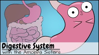 Digestive System [upl. by Calida]