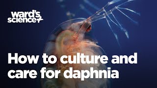 Caring and Culturing for Daphnia [upl. by Aerdnad95]