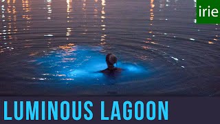 Luminous Lagoon Jamaica Glowing Water Experience Glistening Waters Jamaica Video Guide [upl. by Orimar154]