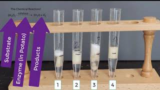 Enzyme Potato Experiment [upl. by Behm]