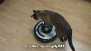 Cat shows HOW TO use iRobot Roomba Vacuum [upl. by Tove783]