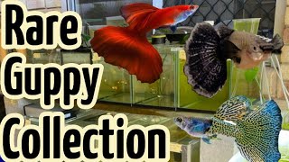 Rare Guppy Collection  FULL TOUR [upl. by Orion]