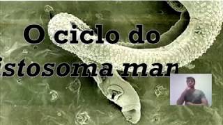 O ciclo do Schistosoma mansoni [upl. by Osi]