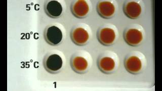 How Temperature affects enzyme activity [upl. by Prager841]