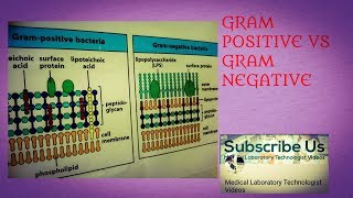 Gram Positive vs Gram Negative Bacteria [upl. by Ahsykal]