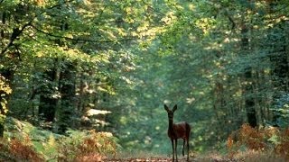 A la découverte de la Forêt  Documentaire francais sur la Nature [upl. by Onaivatco135]