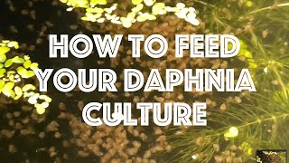 How To Feed Your Daphnia Culture [upl. by Meggie218]