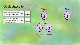 Genoom geslachtschromosomen diploïd en haploïd [upl. by Enaled992]