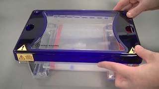 Agarose Gel Electrophoresis to separate DNA fragments [upl. by Nicoline]