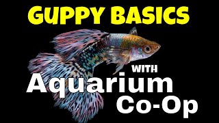 The Basics for Keeping and Breeding Guppies  Aquarium CoOp Highlights [upl. by Haldi525]