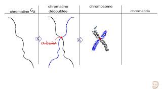 Les chromosomes et la ploïdie n et 2n [upl. by Beard]