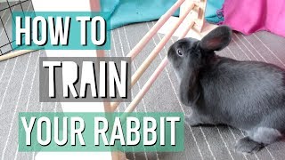 How To Teach Your Rabbit Tricks [upl. by Aloysia]