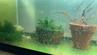 Daphnia Culturing Snails or no snails [upl. by Dez621]