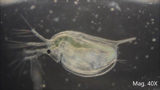 Daphnia magna under the Microscope [upl. by Almita292]