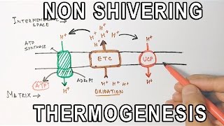 Mechanism of NonShivering Thermogenesis [upl. by Hewett]