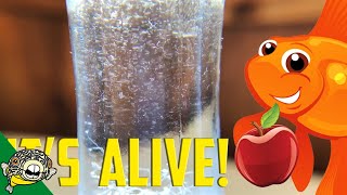 How to culture Vinegar Eels The EASY Way Live Fish Food [upl. by Groot]