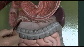 Anatomy 6 Gastrointestinal tract [upl. by Stilla]