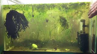 Scuds Daphnia Cherry Shrimp Copepods My aquatic food culture [upl. by Eadwine]