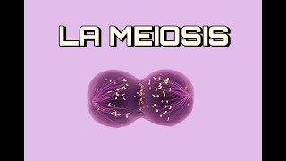 La MEIOSIS  Explicación Sencilla [upl. by Nagiam]