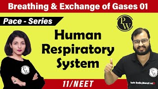 Breathing and Exchange of Gases  01  Human Respiratory System  Class 11 Neet  Pace Series [upl. by Himelman]