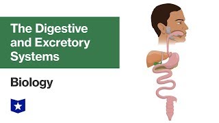 The Digestive and Excretory Systems  Biology [upl. by Gates]