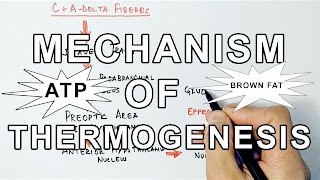 Mechanism of Thermogenesis [upl. by Derrek]