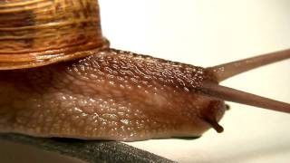 Snail Gastropoda  Macro HD [upl. by Lebyram]