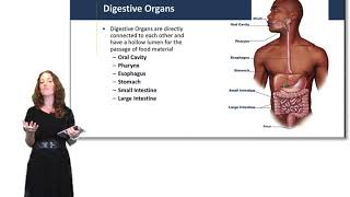 Introduction to the Digestive System [upl. by Annyl]