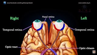 VISUAL PATHWAY ANIMATED  Animated anatomy lectures USMLE Step 1 [upl. by Atined25]