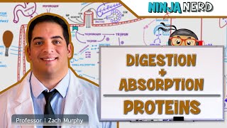 Gastrointestinal  Digestion amp Absorption of Proteins [upl. by Yelda67]