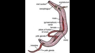 Schistosoma haematobium [upl. by Anaujait167]