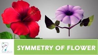 SYMMETRY OF FLOWER [upl. by Maryjo]