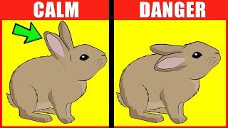 Rabbit Body Language Explained [upl. by Emilee305]