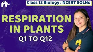 Respiration in Plants Class 11 Biology  Chapter 14 Bio  NCERT Solutions Questions 112 MCQs [upl. by Orecul]