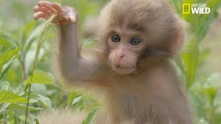 Léducation des petits macaques japonais [upl. by Maje]