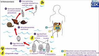 Schistosoma spp life cycle [upl. by Nickelsen]