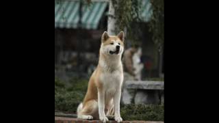 Hachiko Soundtrack  Goodbye Diasshow [upl. by Nedyrb]