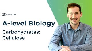 Carbohydrates Cellulose  Alevel Biology  OCR AQA Edexcel [upl. by Acnaib]