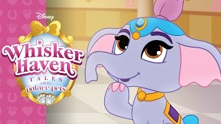 Wheres Taj  Whisker Haven Tales with the Palace Pets  Disney Junior [upl. by Sidra287]