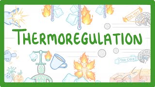 GCSE Biology  How We Control Our Body Temperature 55 [upl. by Pitts842]