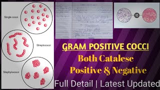 Gram positive cocci  gram positive vs gram negative bacteria [upl. by Paxon]