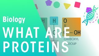 What Are Proteins  Cells  Biology  FuseSchool [upl. by Aemat]