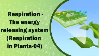 Respiration  The energy releasing system  Respiration in Plants04  X Class [upl. by Ahsiekat866]