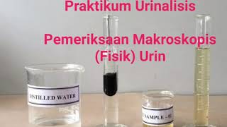 PEMERIKSAAN MAKROSKOPIS URINE [upl. by Saddler145]